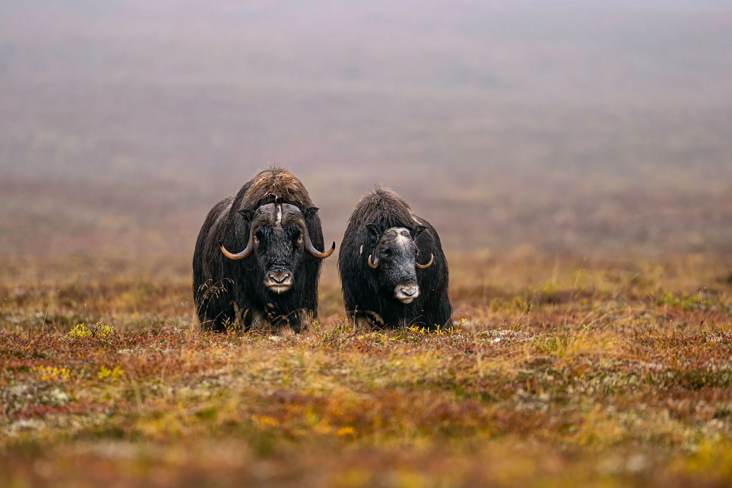 musk-ox-bull-and-cow-in-fog.jpg