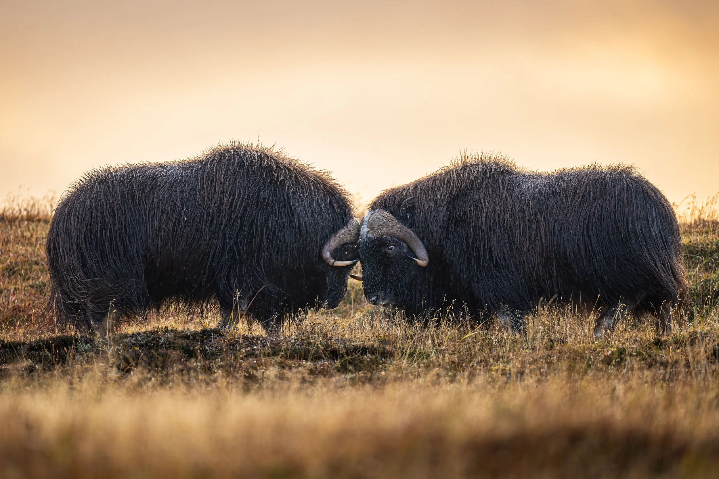 2-bull-musk-ox-fighting-at-sunset-2.jpg