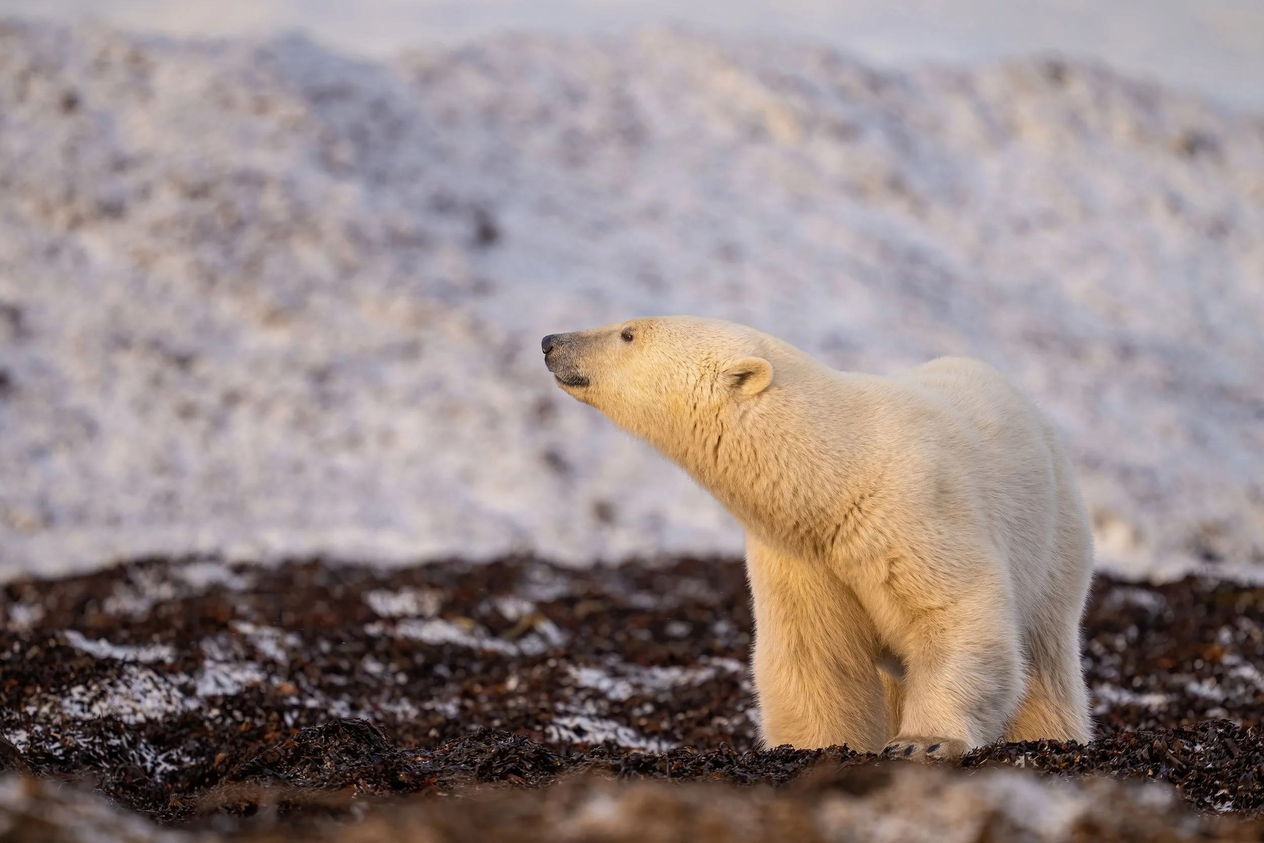 polar-bear-on-beach-at-sunset-web.jpg