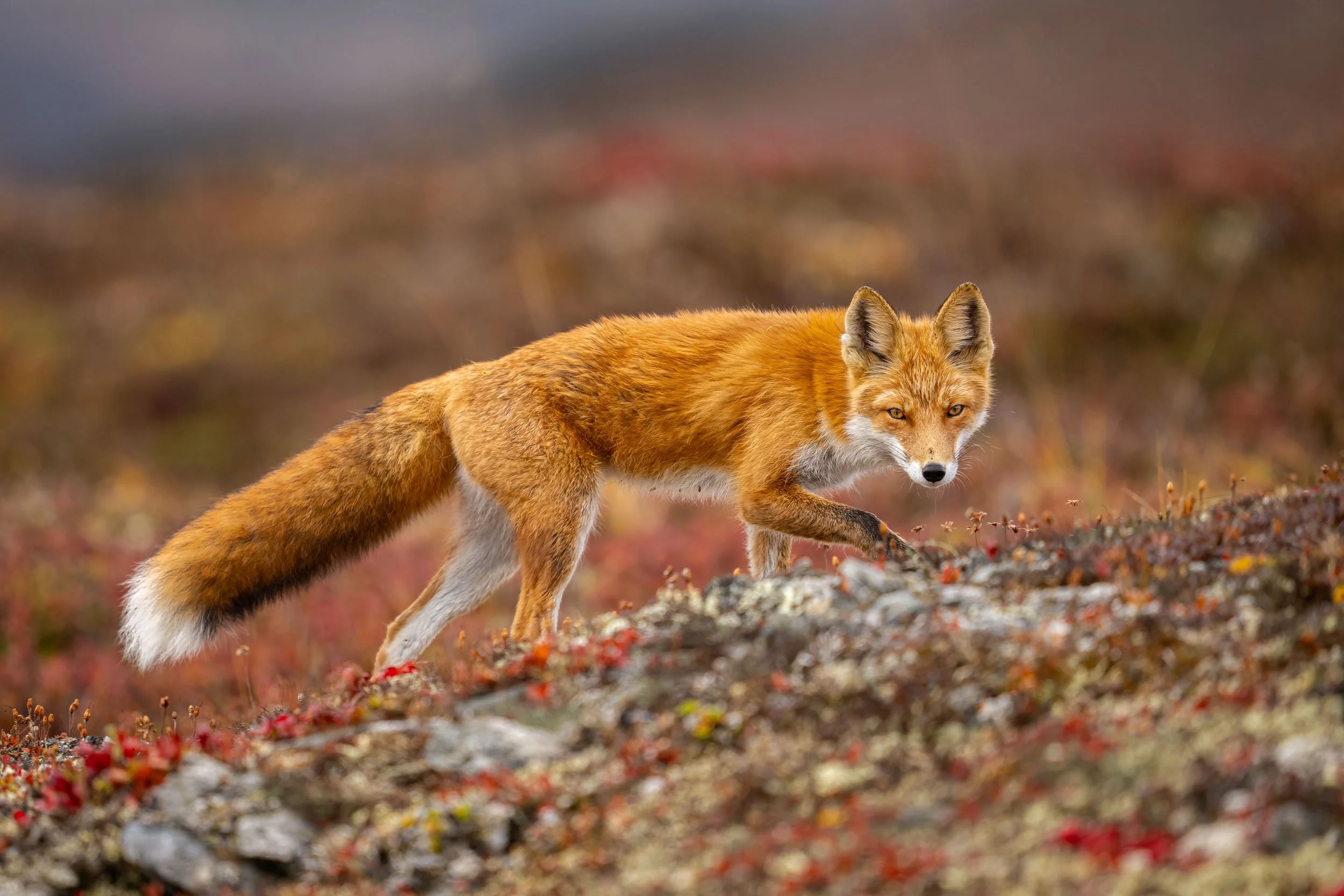 red-fox-walking-on-tundra.jpg