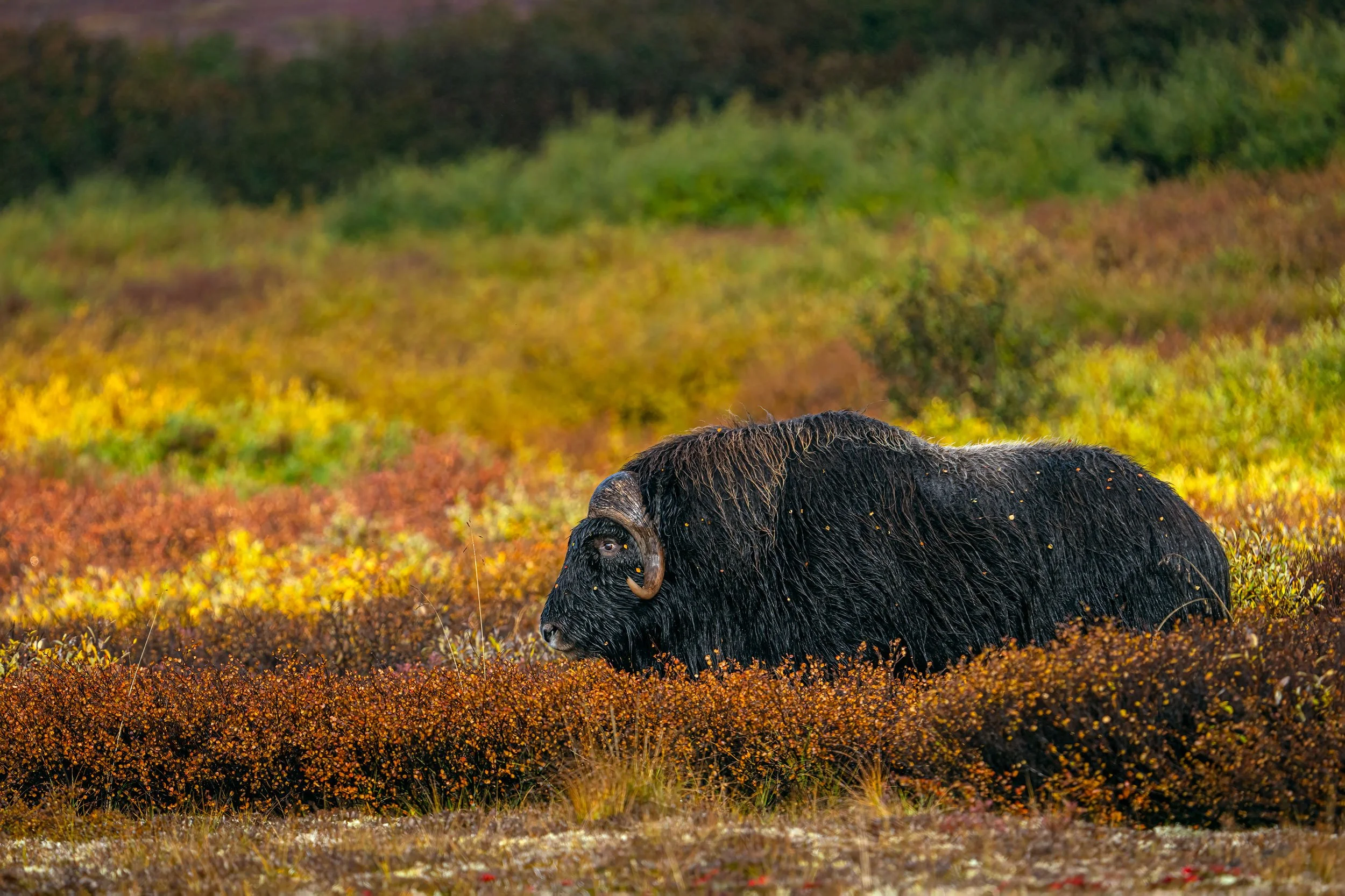bull-musk-ox-in-fall-color.jpg