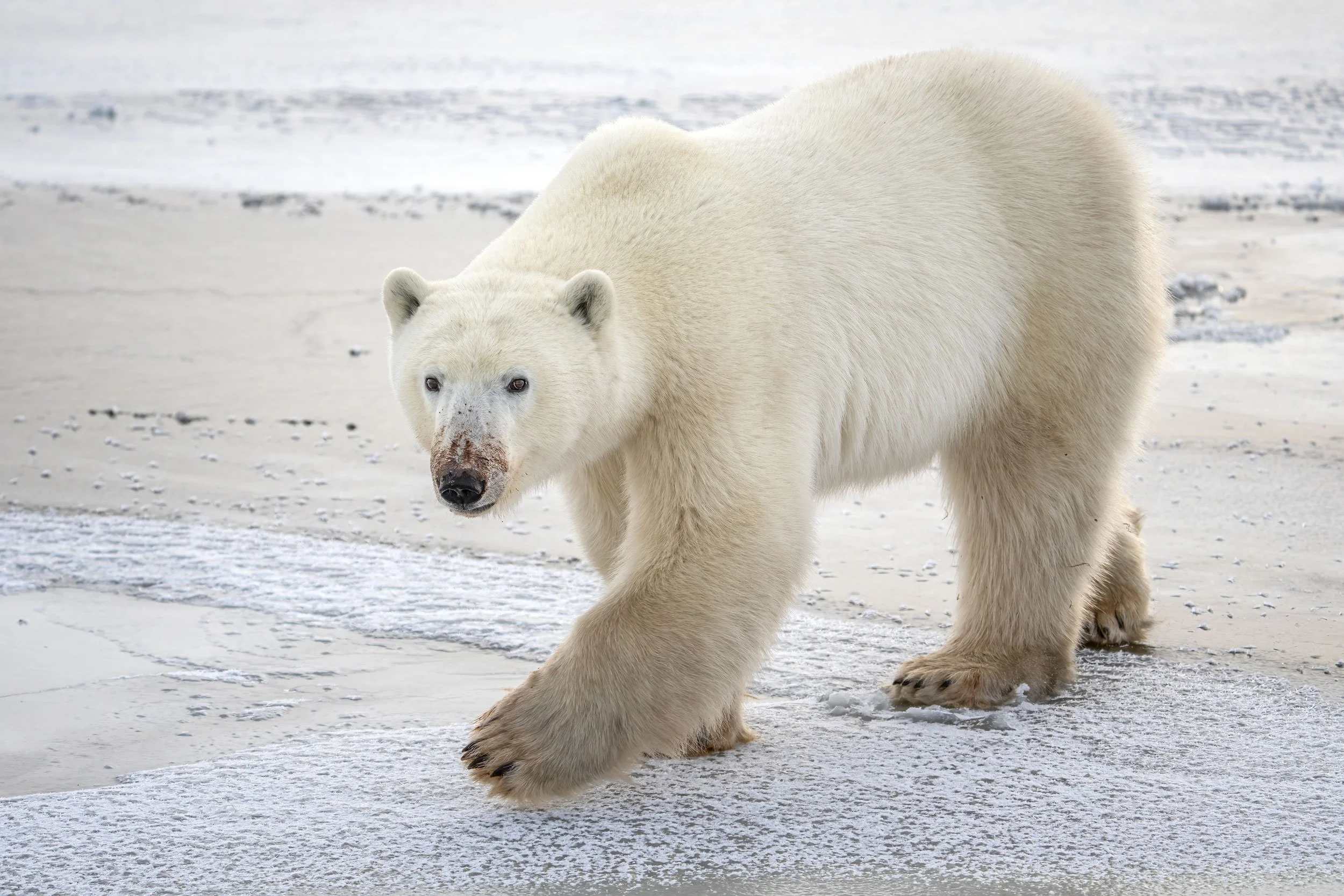 polar-bear-walking-on-ice-web.jpg