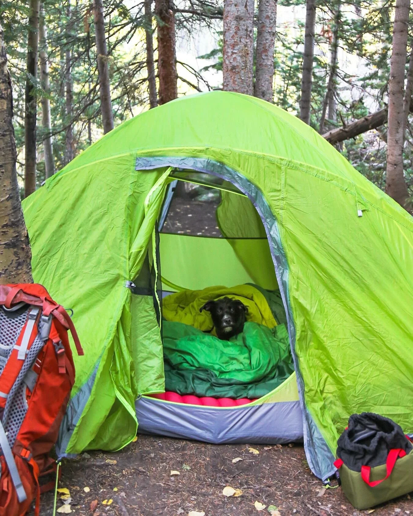 Last one in the tent smells like an animal. #montegoesoffandout #dogsintents #adventurepup