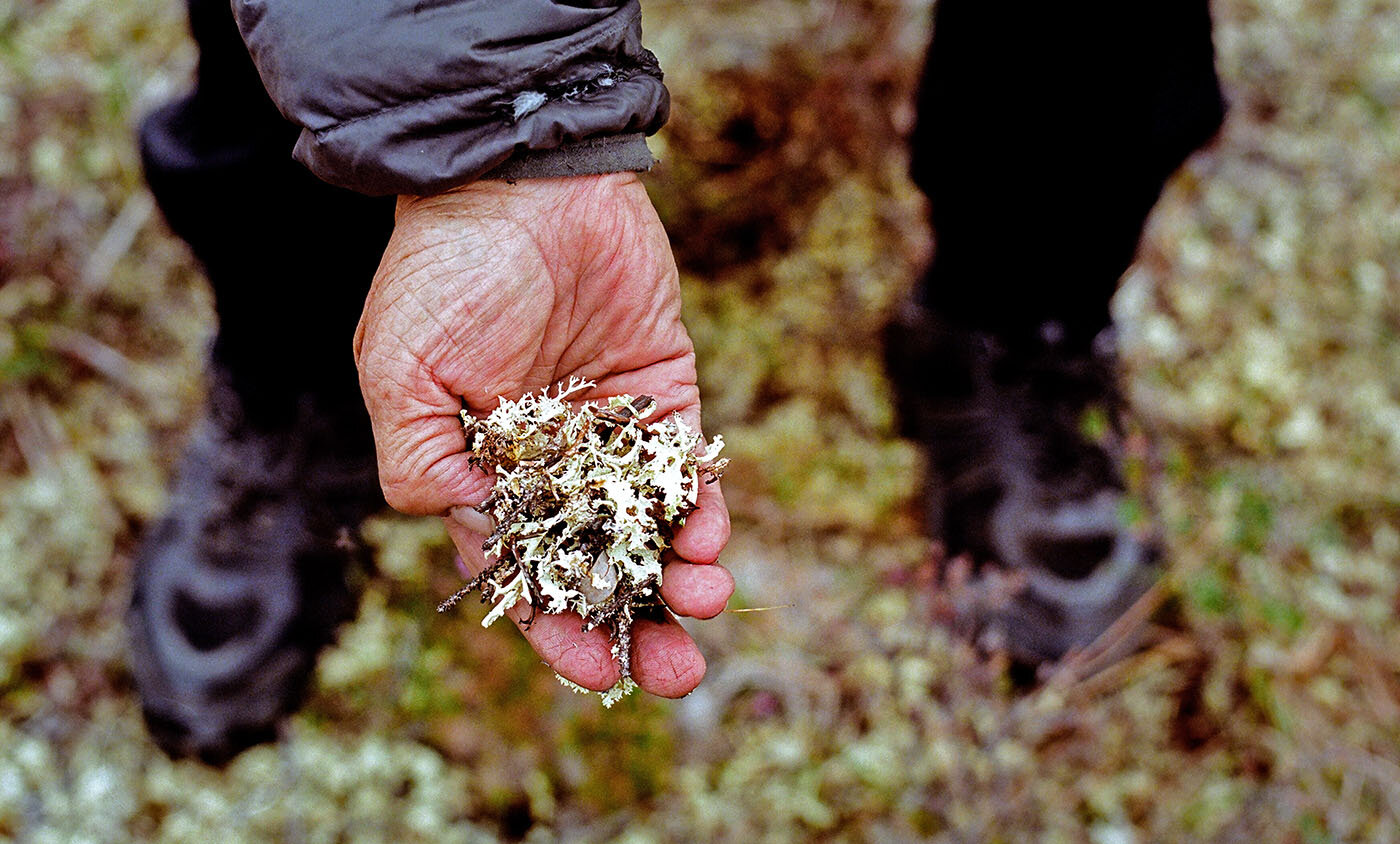  Sarah James holds lichen that proliferates on the tundra near her home. This plant attracts caribou on their annual migration to and from the coastal plain of the Arctic National Wildlife Refuge, where the animals migrate each year to give birth.   