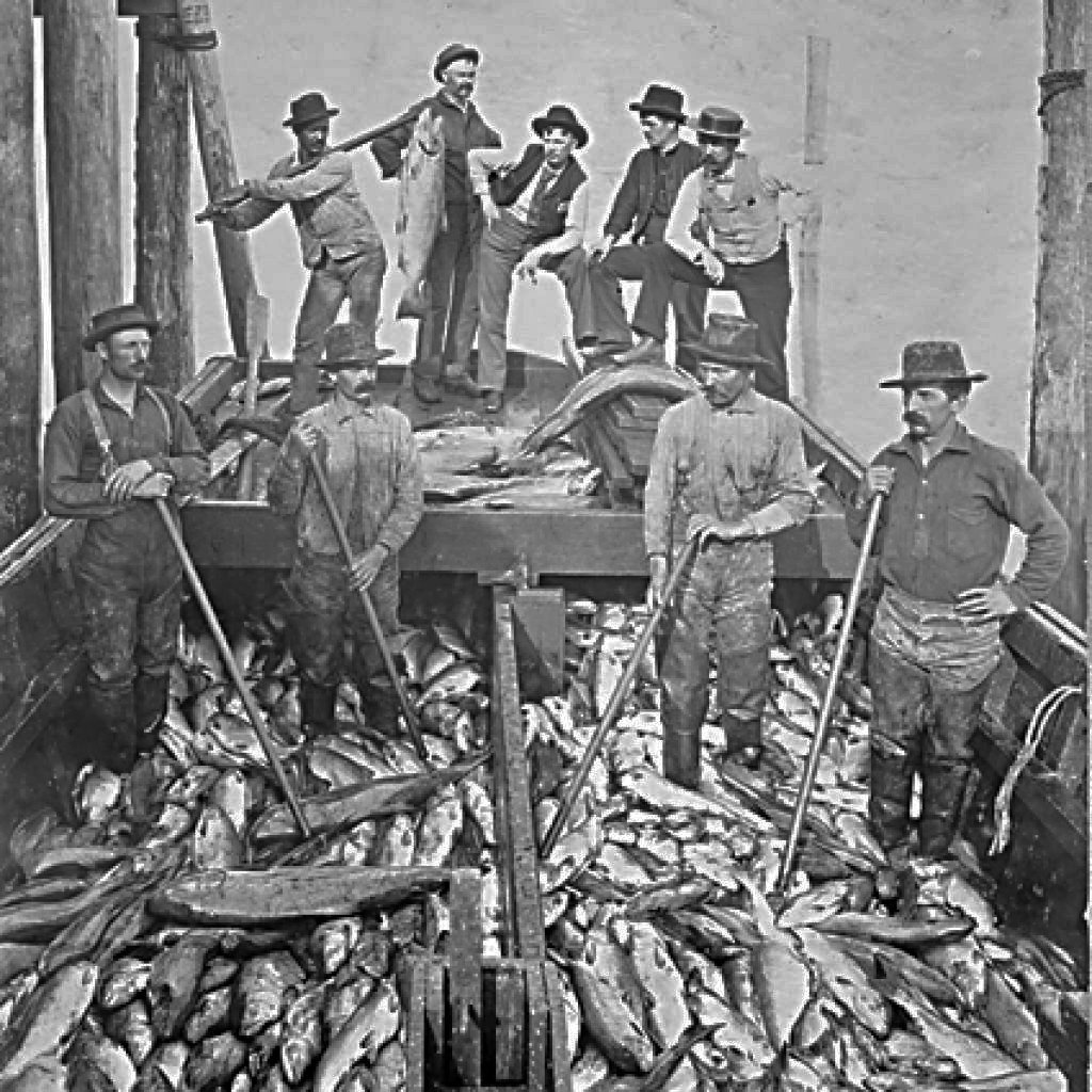  Sacramento River, CA — Andrew Hapgood and brothers William and George Hume established the West Coast’s first salmon cannery on the Sacramento River. Within a few years, salmon runs had begun to decline. circa 1860s  