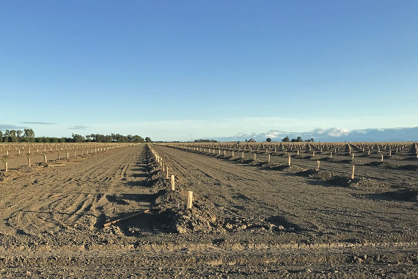  Glenn, CA — Monoculture crops dominate the landscape in much of the Sacramento Valley. May 28, 2022. Judy Silber/The Spiritual Edge 