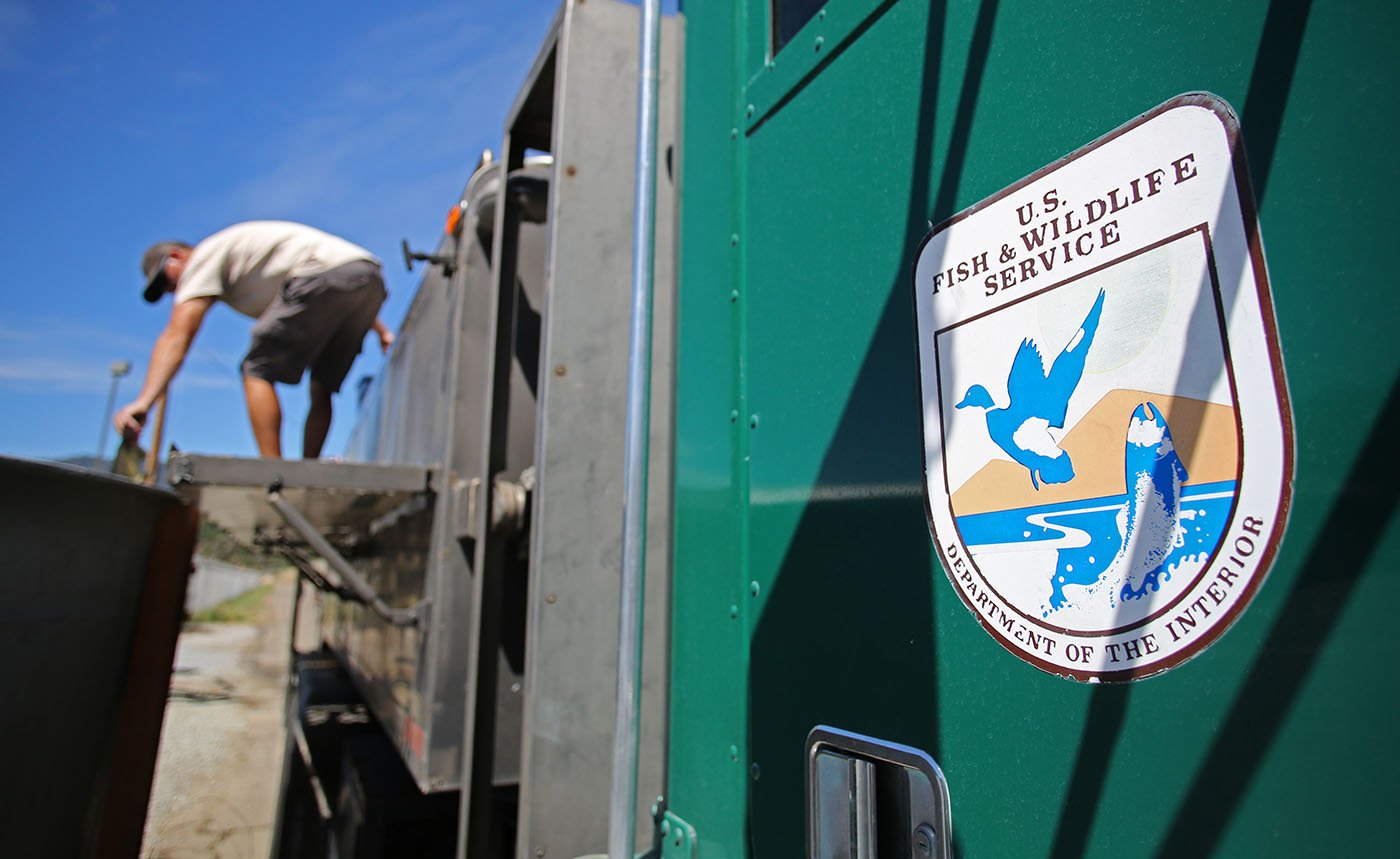  Livingston Stone National Fish Hatchery — Winter-run salmon are trapped at a hatchery about eight miles below Shasta Dam and brought to the Livingston Stone National Fish Hatchery by truck for breeding. June 10, 2022. Tom Levy/The Spiritual Edge 