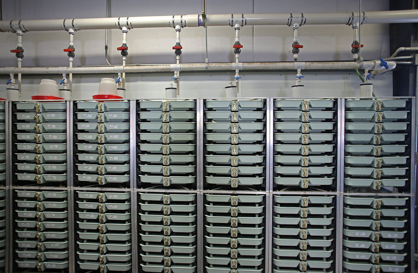  Livingston Stone National Fish Hatchery — The hatchery upped its winter-run breeding operations in 2022 because the threat of extinction looms. Hatchery managers expected to incubate about 600,000 eggs in these trays. June 10, 2022. Tom Levy/The Spi