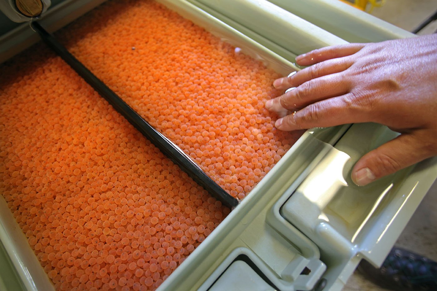  Livingston Stone National Fish Hatchery — A tray of fertilized winter-run eggs that are developing in water pumped in from Shasta Reservoir. June 10, 2022. Tom Levy/The Spiritual Edge 