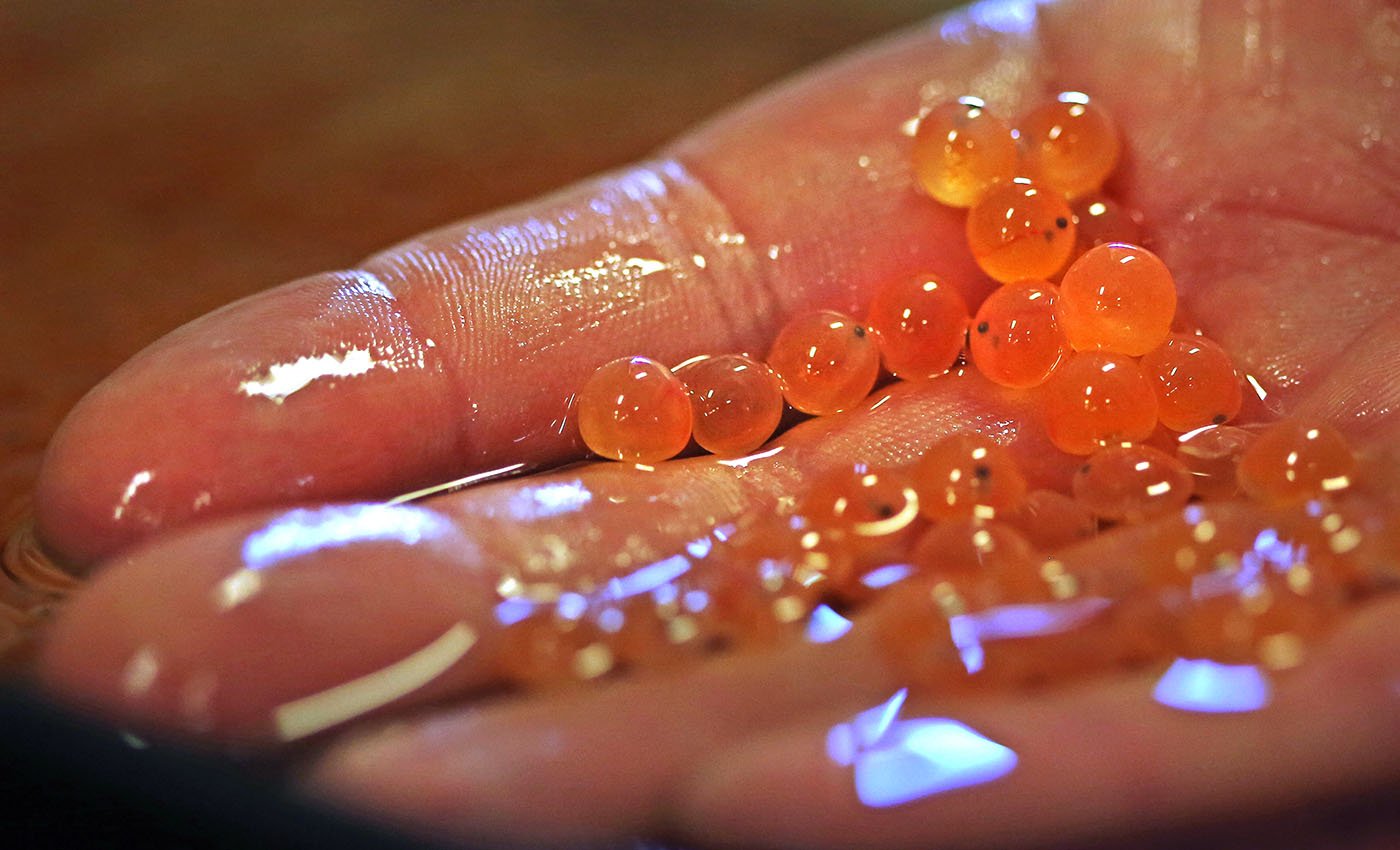  Livingston Stone National Fish Hatchery — A hatchery worker shows fertlized winter-run eggs that have reached the eyed egg stage, when the eye of the developing salmon is visible. June 10, 2022. Tom Levy/The Spiritual Edge 