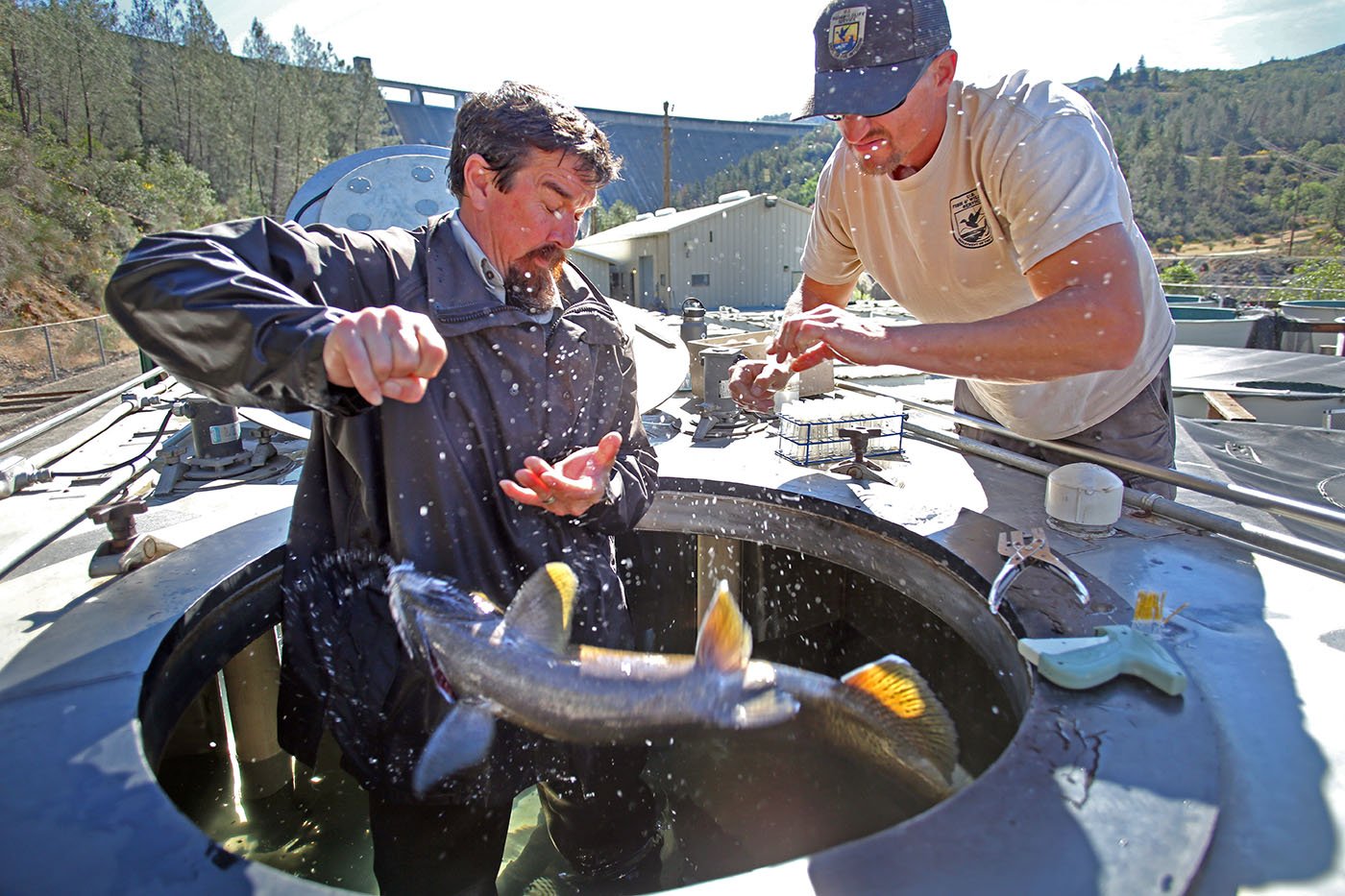  Livingston Stone National Fish Hatchery — Fish culturist Beau Hopkins handles a Chinook salmon from the top of a truck with a holding tank. A sample is taken for genetic analysis to help with breeding of the winter-run population. June 10, 2022. Tom