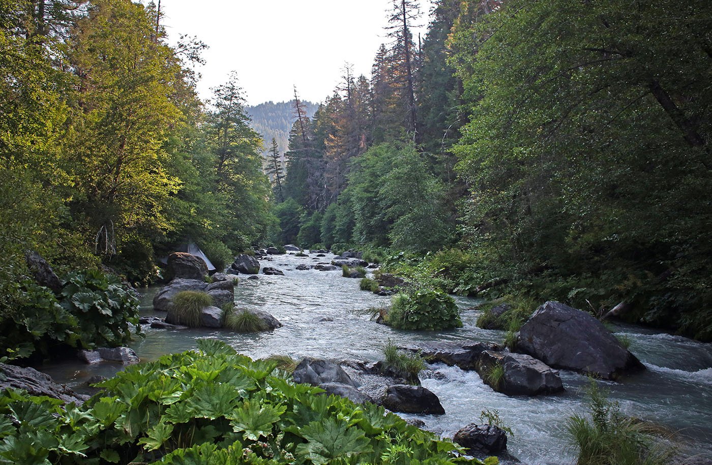  Shasta-Trinity National Forest, CA — The McCloud River offers a potential habitat with pristine conditions and cold water for Chinook salmon eggs and juvenile fish.  July 11, 2022. Tom Levy/The Spiritual Edge 