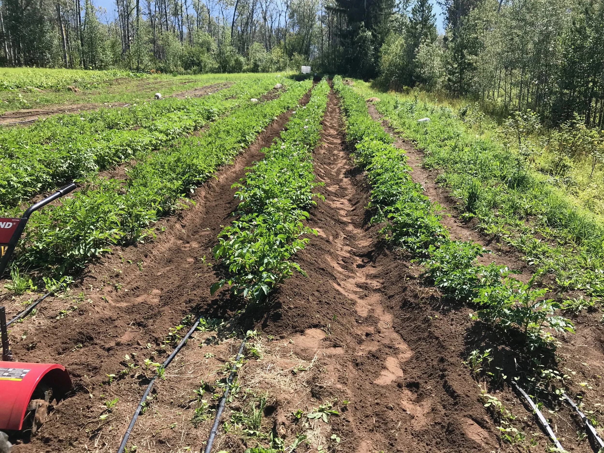 Potato patch that uses drip tape instead of sprinklers. Drip tape is over 75% more effective than sprinklers.