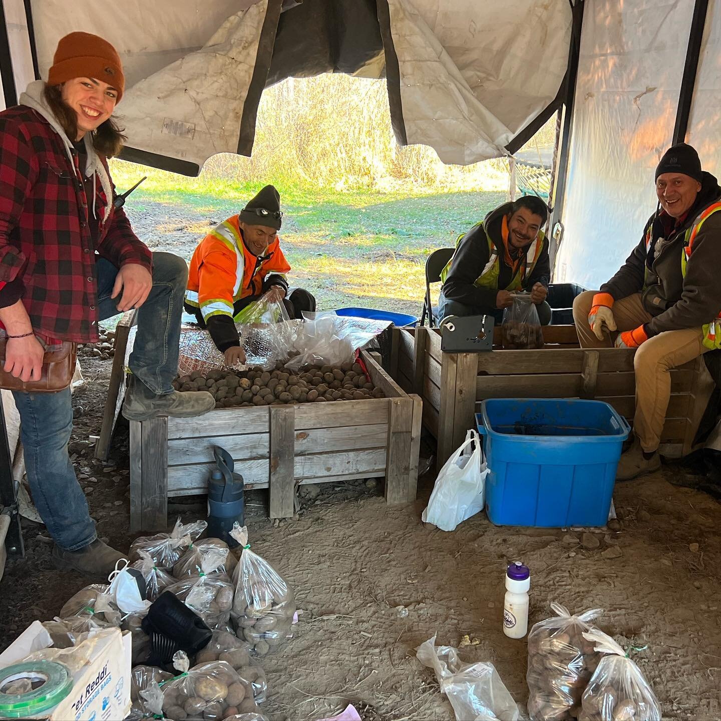 Joy bagging and distributing Gitxsan potatoes today!