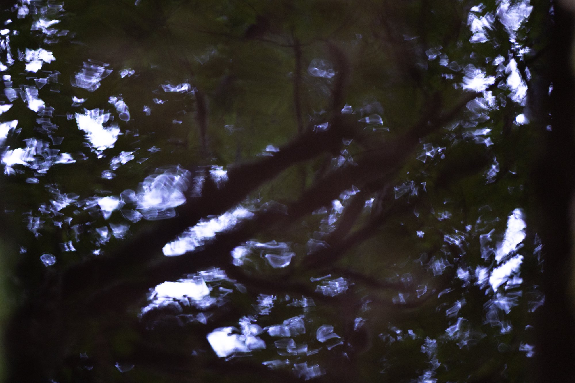PAN57470.jpg