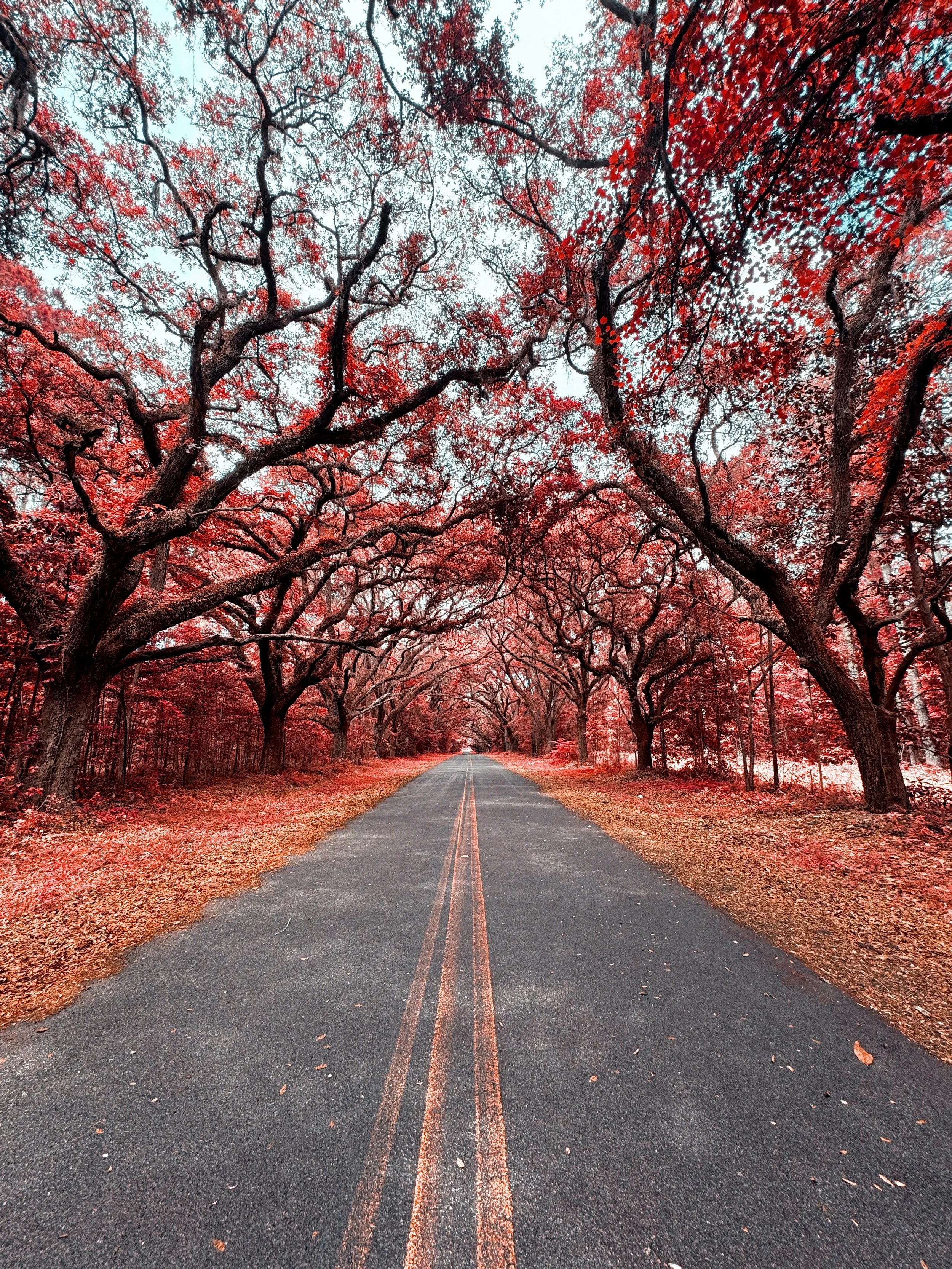 Infrared - Live Oaks.  Okatie, SC