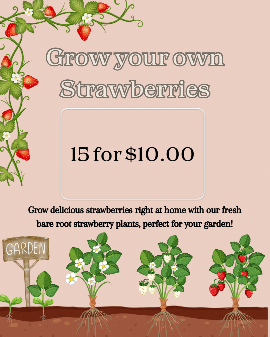 Bare Root Strawberries