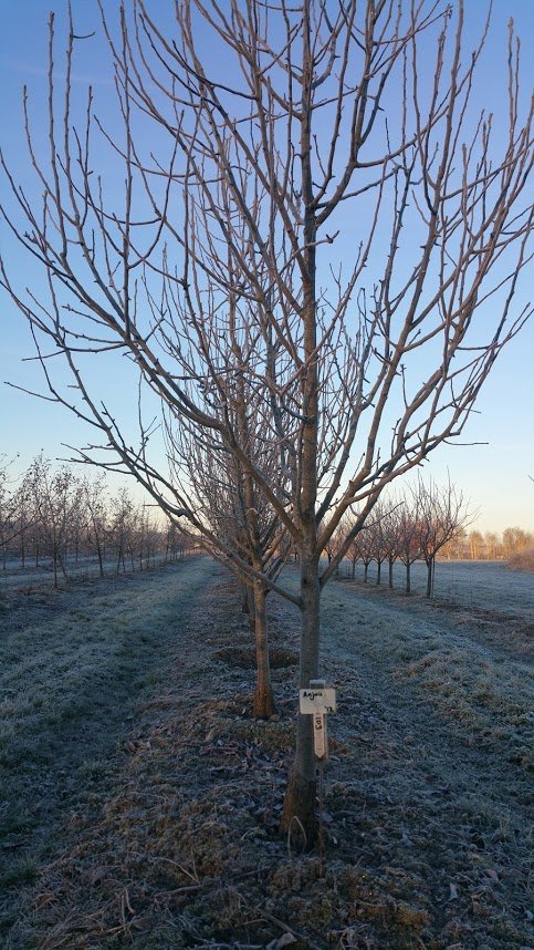 Dormant fruit tree pruning season is here