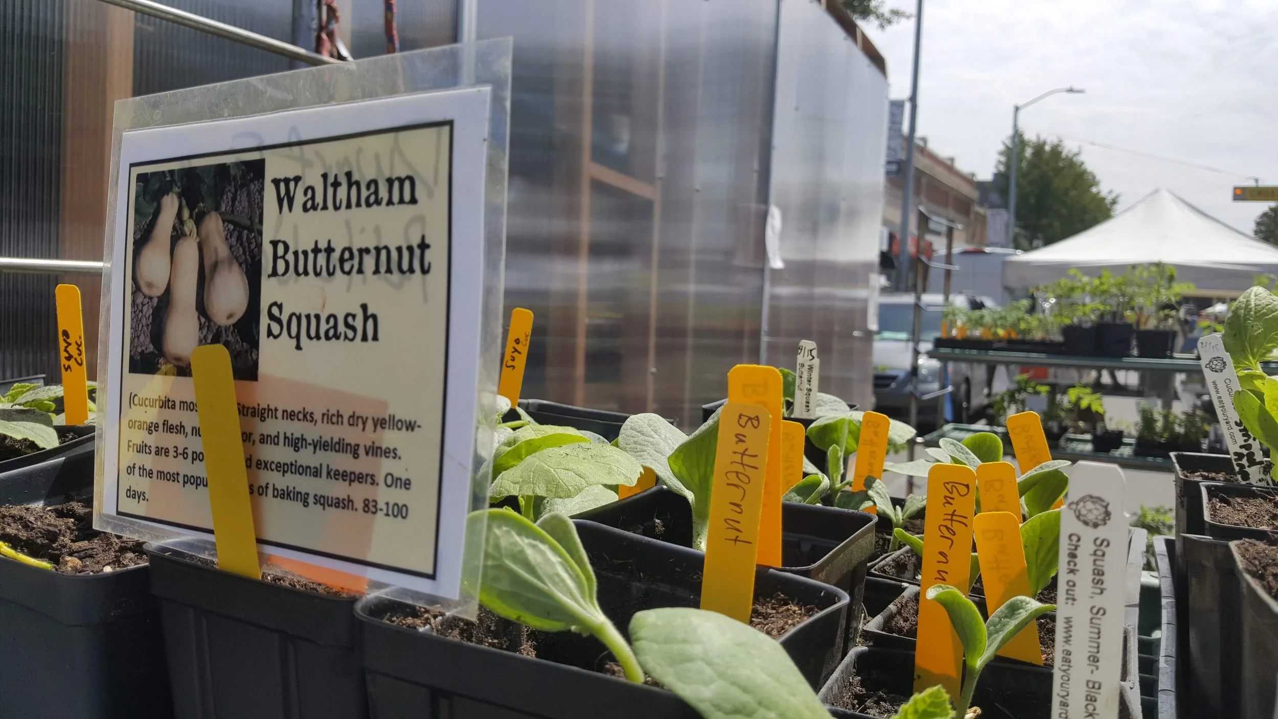 mobile greenhouse with squash plants.jpg