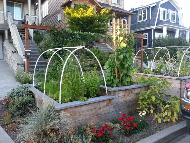Raised Vegetable bed with cold frame