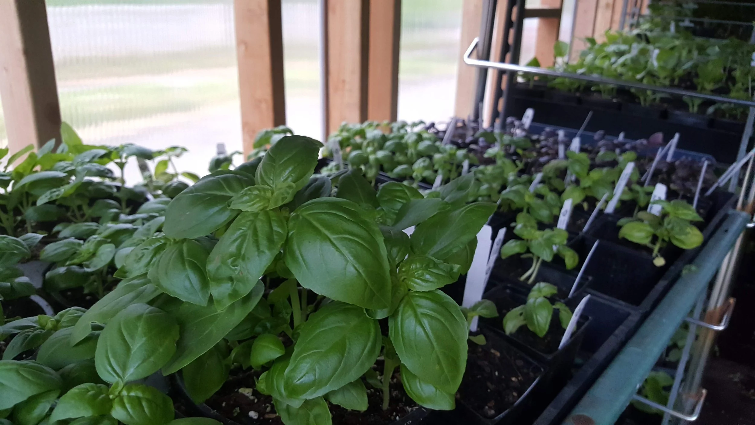 Basil in Mobile Greenhouse1 (1).jpg