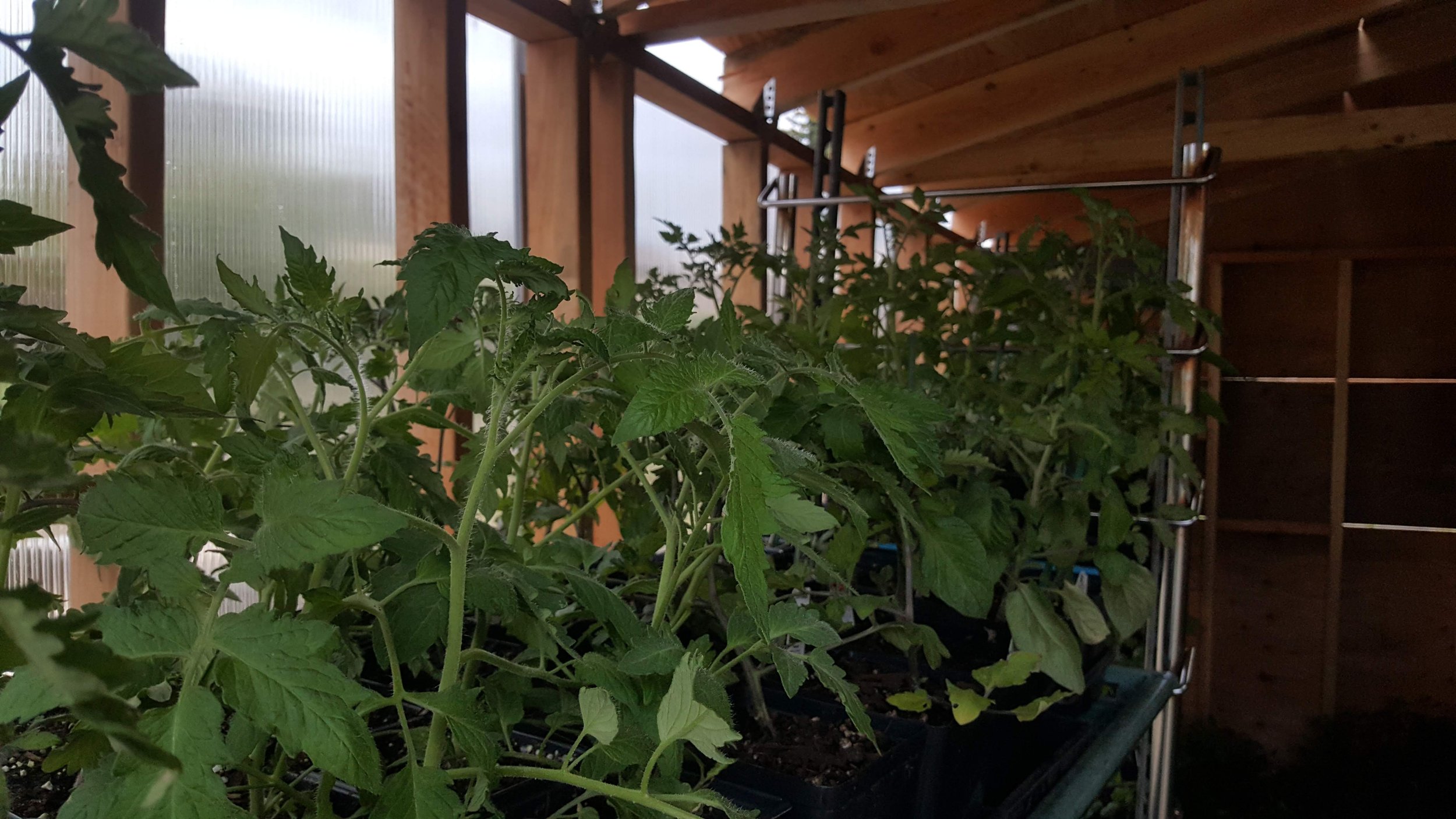 tomatoes in mobile greenhouse.jpg