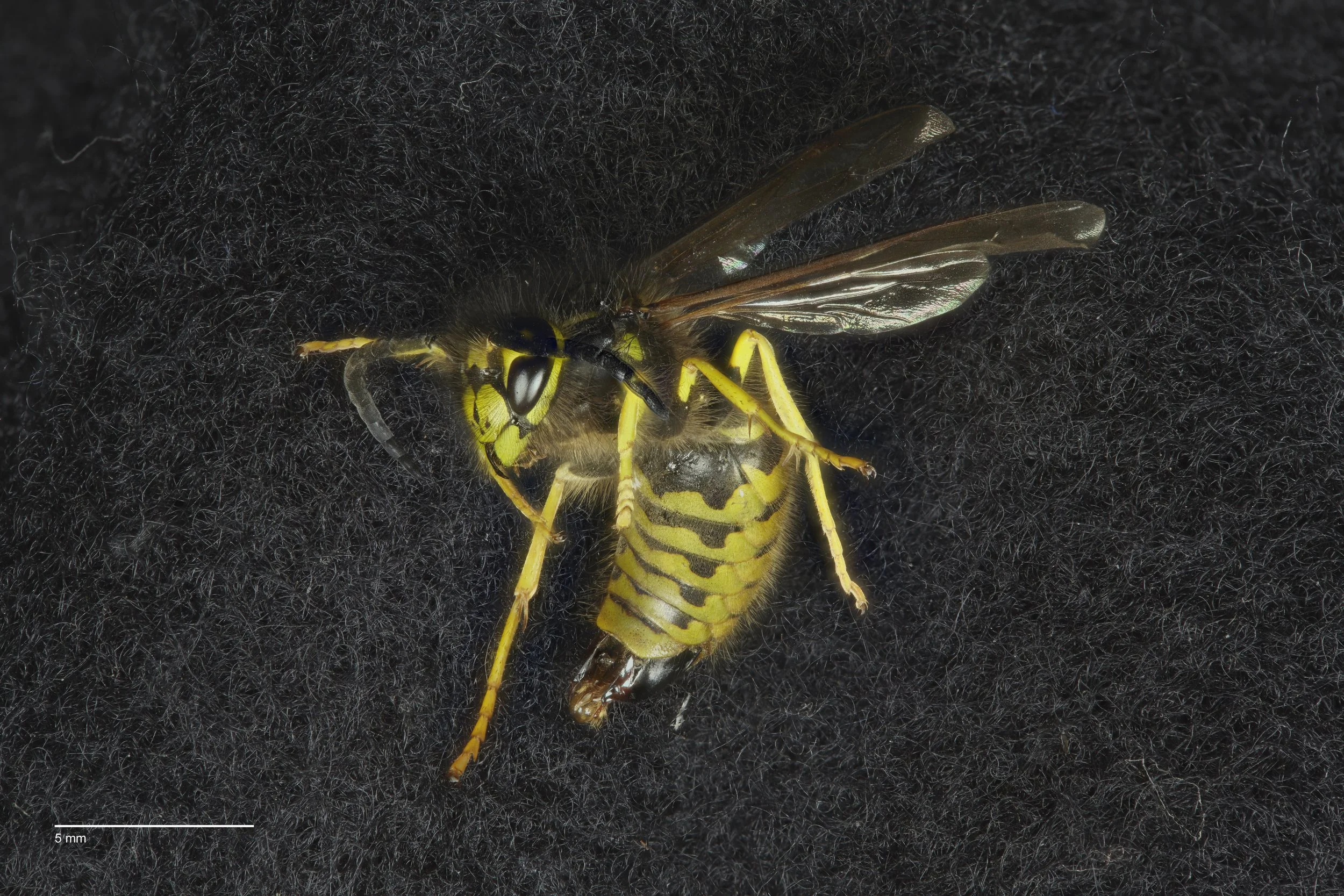 [comp-scale]LS-BK-SCU-2040_Male_Wasp_100mm_1-1_002 9.jpg