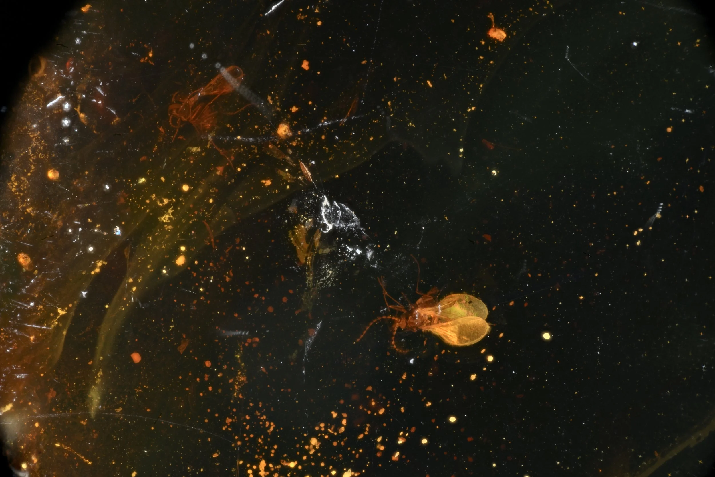 [c3]siloxane_P252876_NIKON-Z6III_5x.jpg