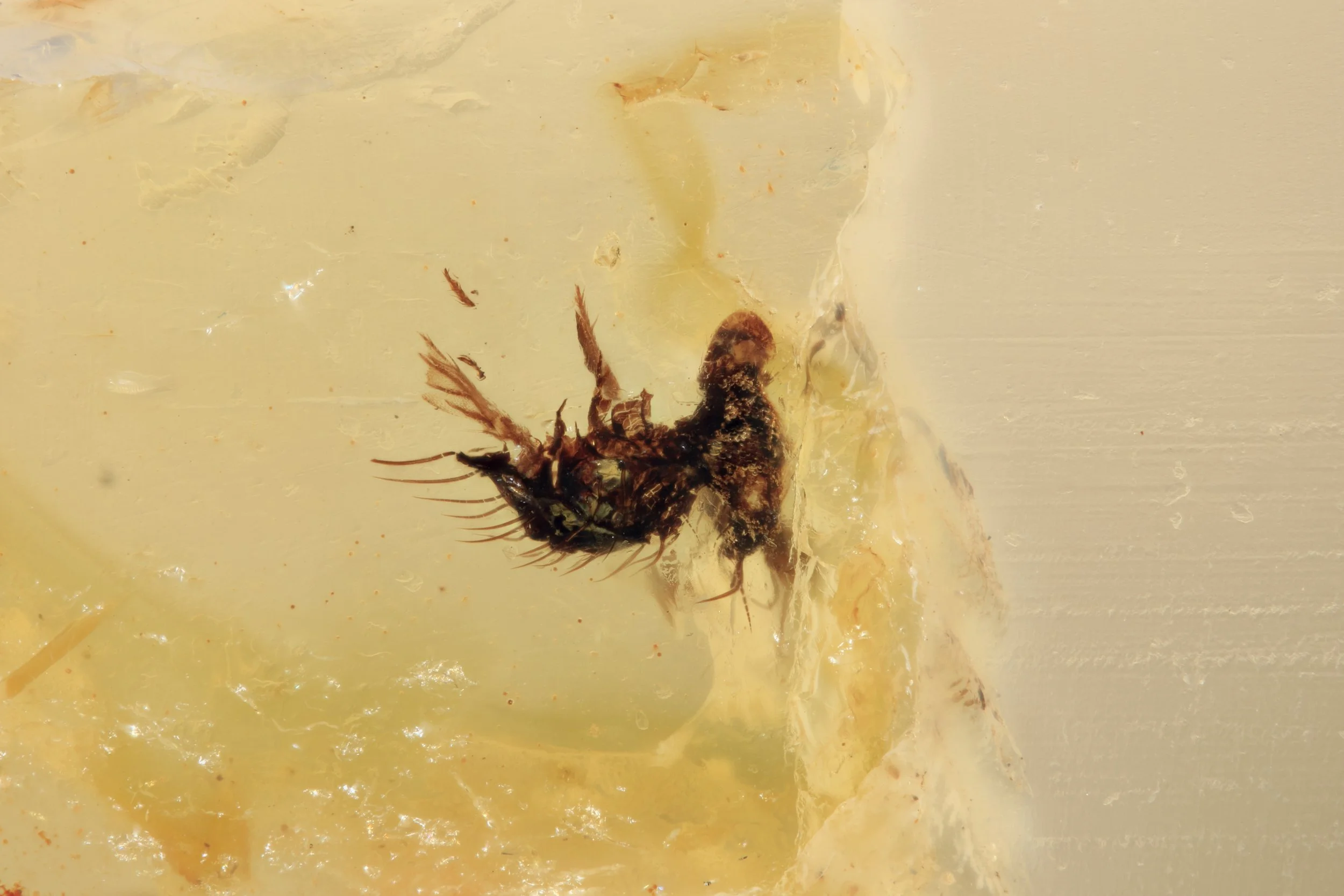 [comp] UL Fly 10x 1 .jpg