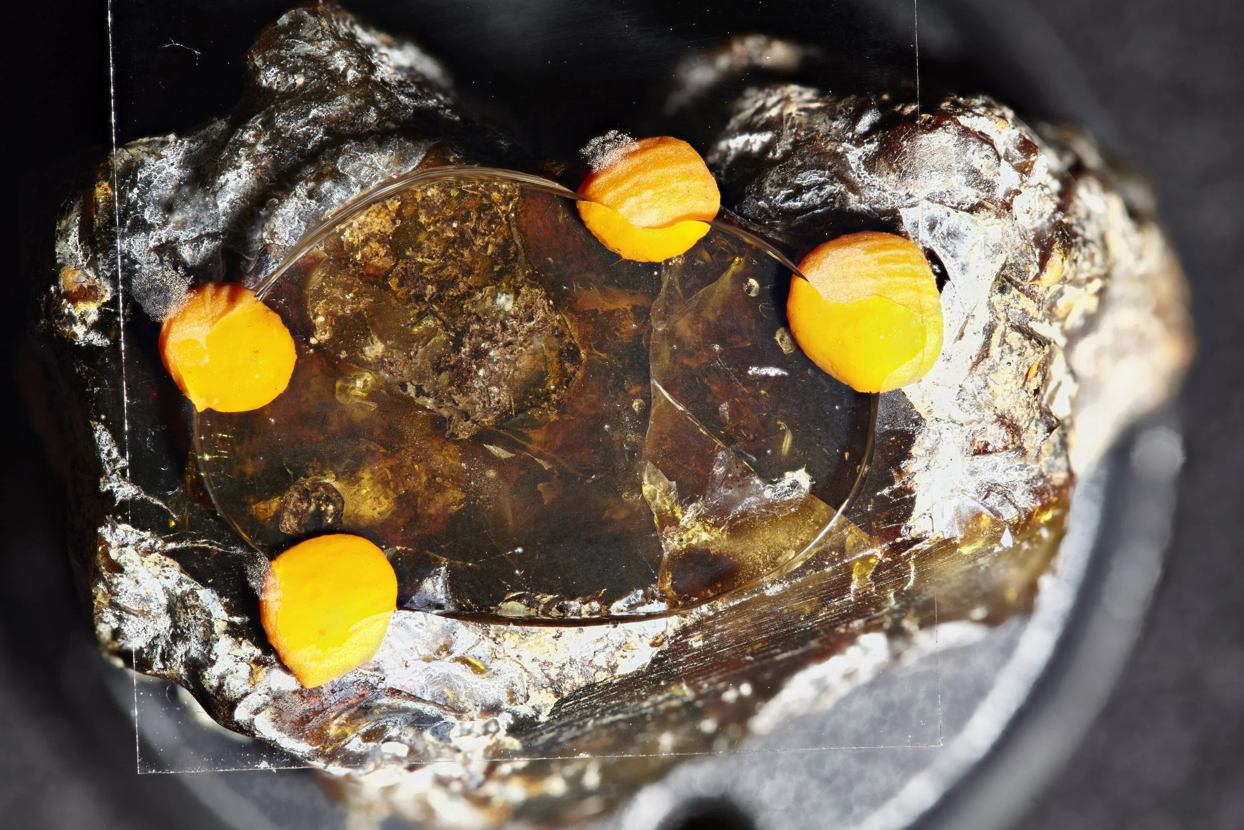 [C_small]LS-BK-SCU-2024_Amber_VF1Flash_test_100mm-1-1_auto 1.jpg