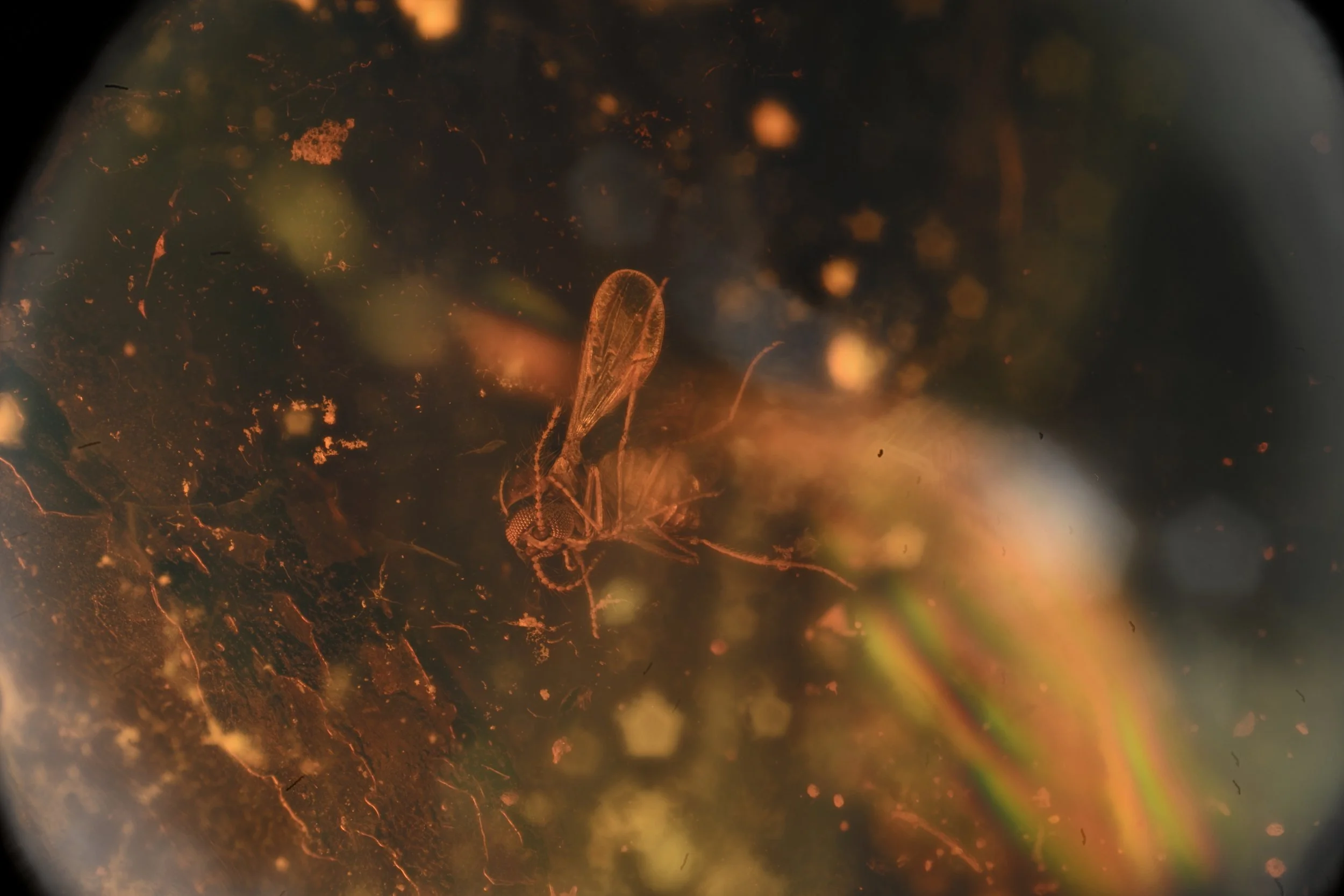 [C3]second_midge_P252876_NIKON-Z6III_10x_5.jpg