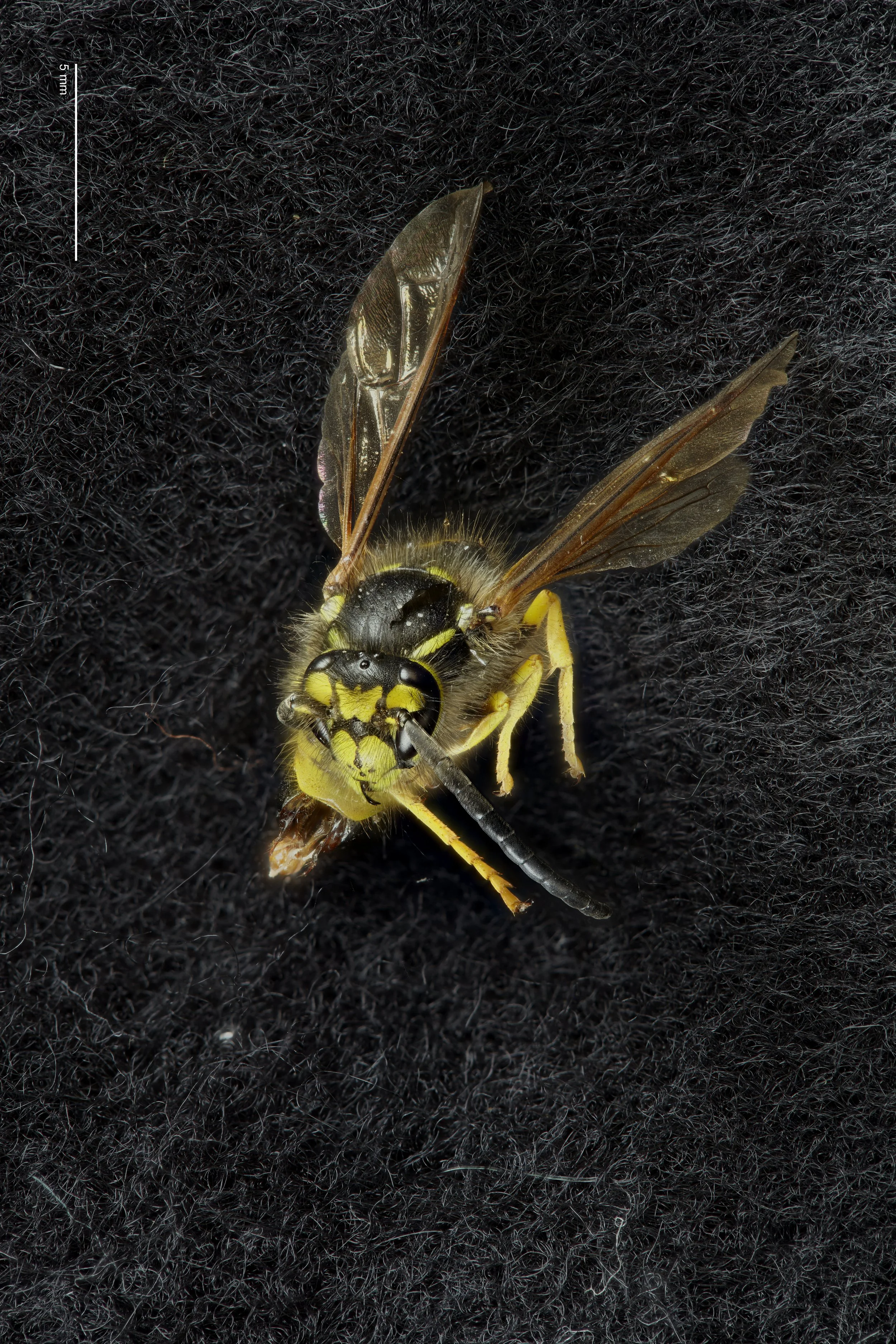 [comp-scale]LS-BK-SCU-2040_Male_Wasp_100mm_1-1_001 9.jpg