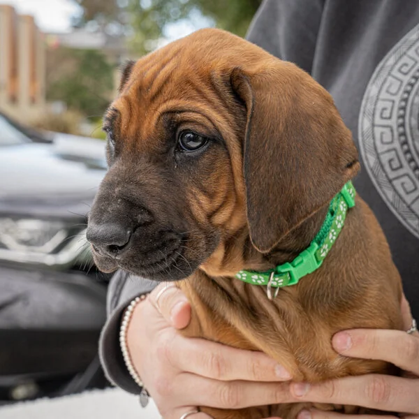 Daphne pups wk6 (26 of 162).JPG