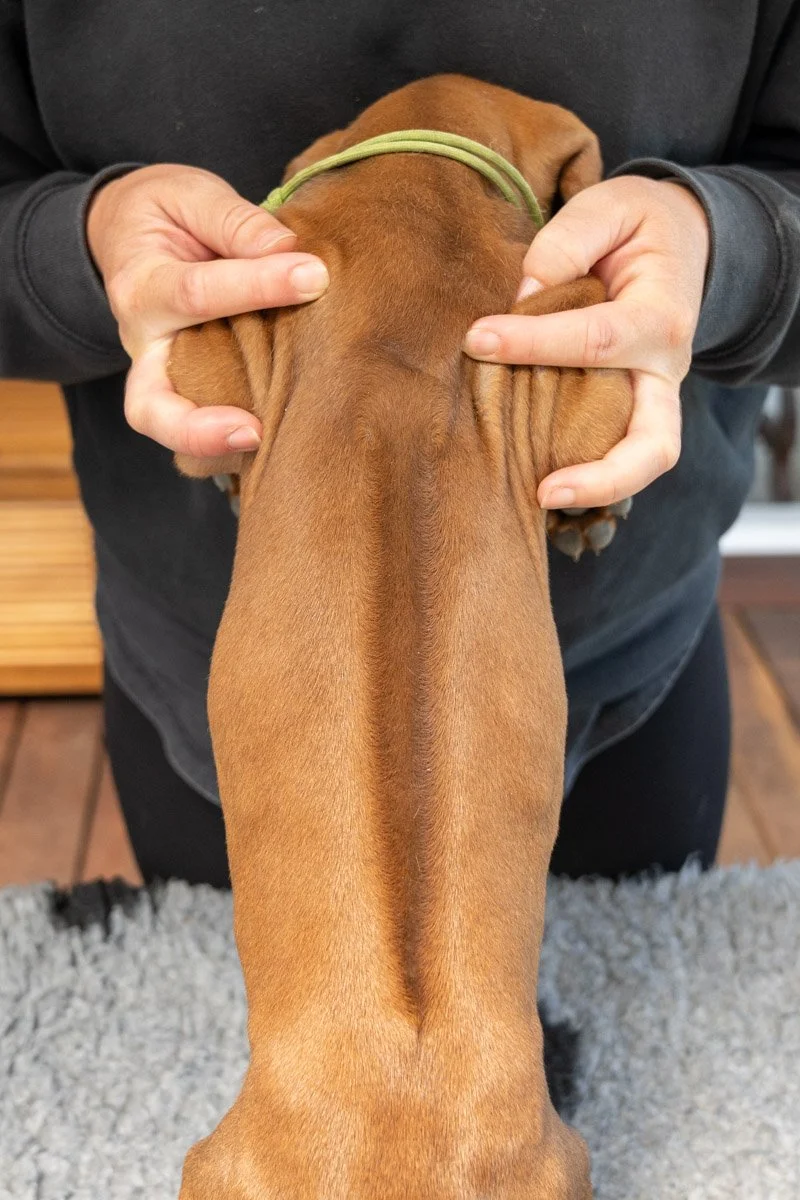 Daphnes pups wk7_24 (87 of 107).JPG