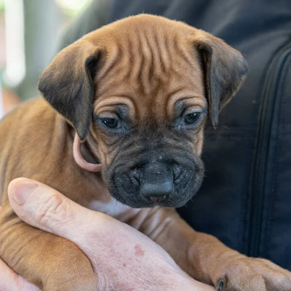 Amaru- light pink girl