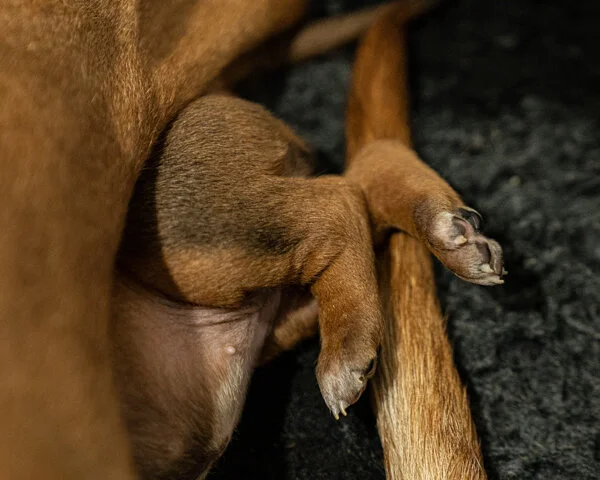 Winx pups wk2 (188 of 319).JPG