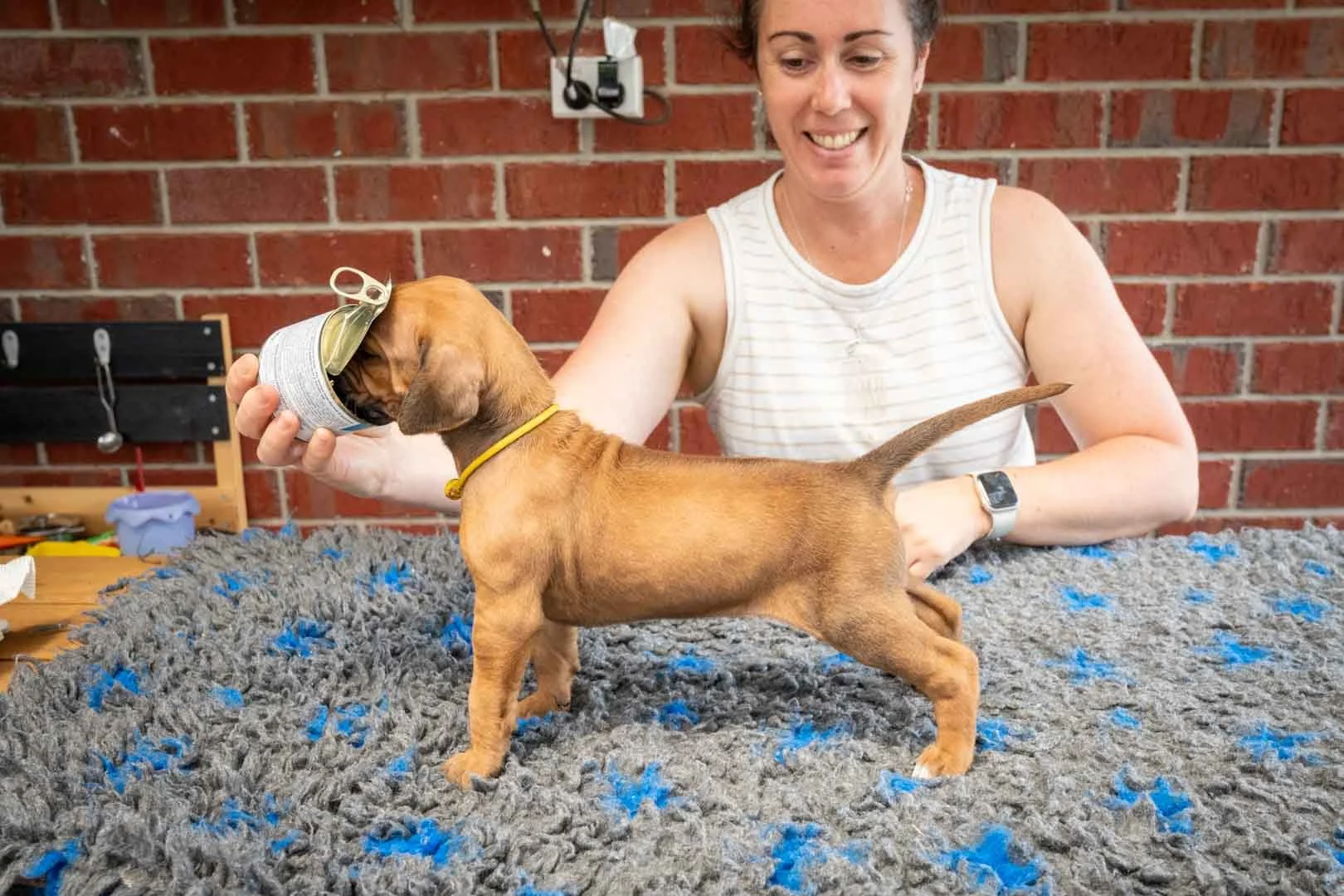 Yellow collar girl, second session of stacking