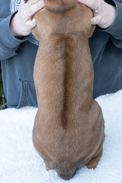 Daphne pups wk6 (97 of 162).JPG