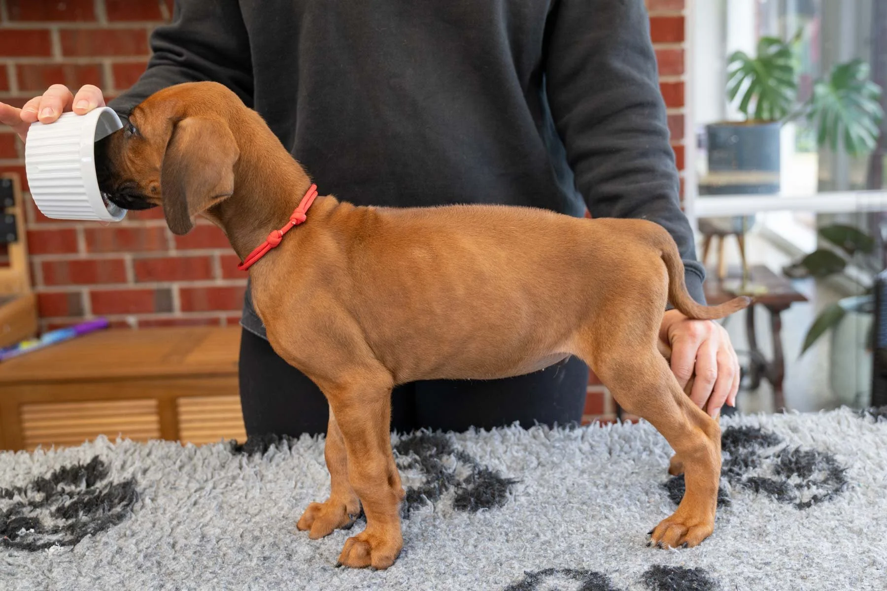 Red boy- a bit behind the others after a health scare, but coming good- Rudolph