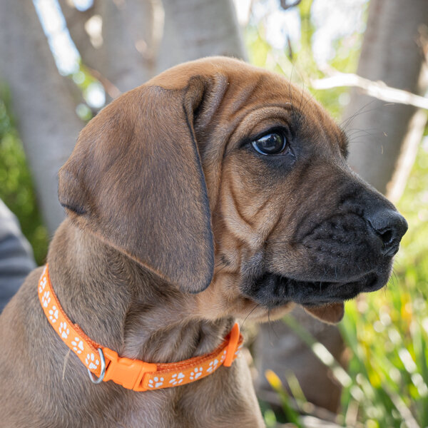 Daphne pups wk6 (111 of 162).JPG
