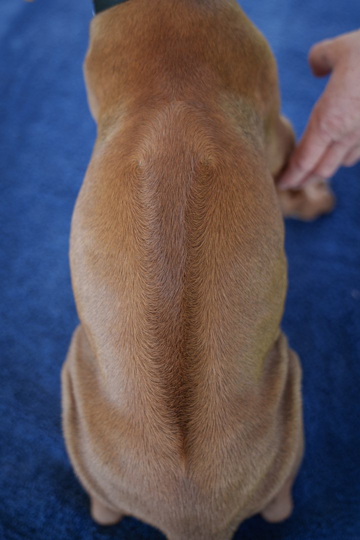Zuri pups wk6 (33 of 102).jpg