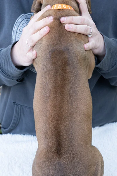 Daphne pups wk6 (112 of 162).JPG