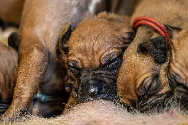 Winx pups wk2 (176 of 319).JPG