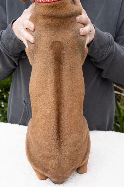 Daphne pups wk6 (40 of 162).JPG