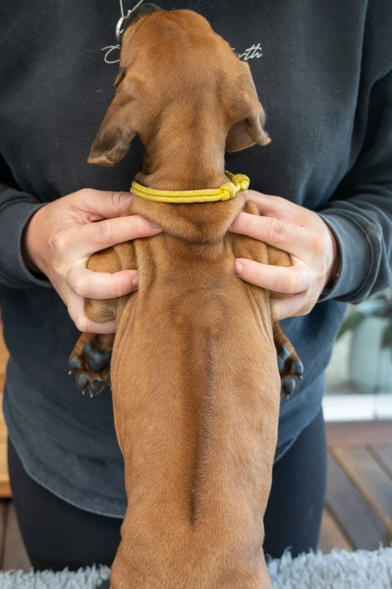 Daphnes pups wk7_24 (81 of 107).JPG