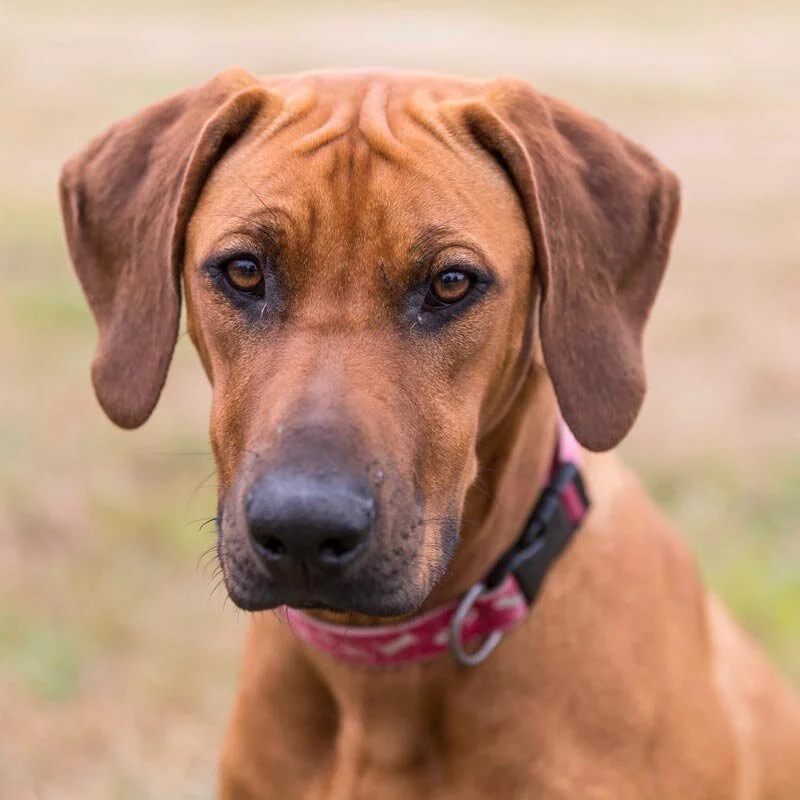 Redeja Ridgeback Ujamaa Rhodesian Ridgebacks