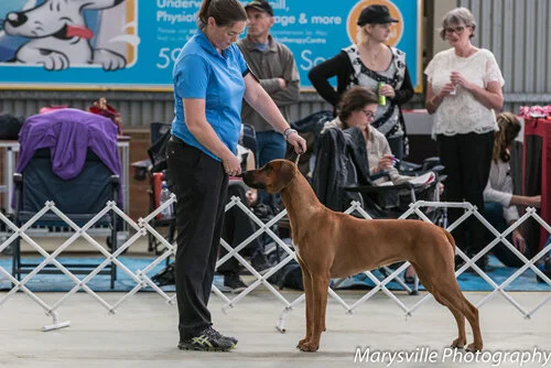 Chilli — Ujamaa Rhodesian Ridgebacks