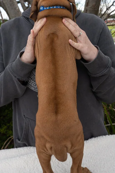 Daphne pups wk6 (18 of 162).JPG