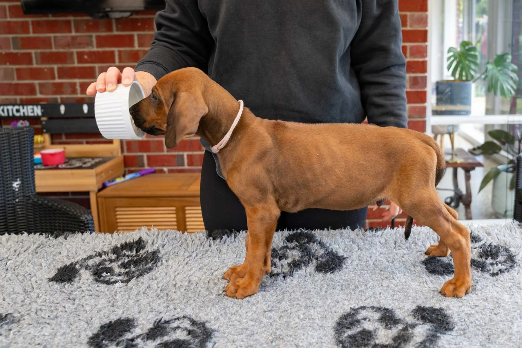 Light pink boy- Mistletoe