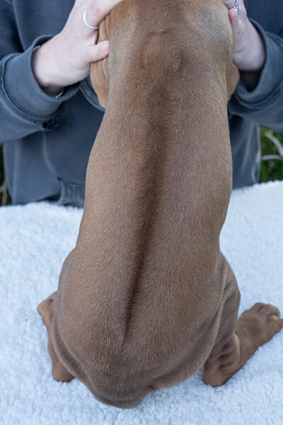 Daphne pups wk6 (160 of 162).JPG